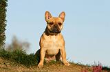 BOULEDOGUE FRANCAIS 1150